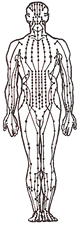 meridian body graphic